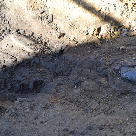 It was pretty astonishing to see this tibia fossil excavated right beside a Tyrannosaur tooth (likely an Albertosaurus).