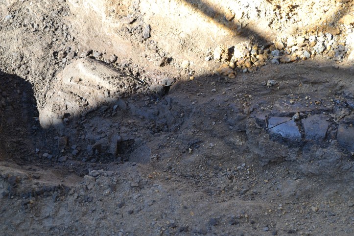 It was pretty astonishing to see this tibia fossil excavated right beside a Tyrannosaur tooth (likely an Albertosaurus).