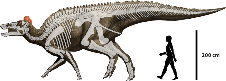 A skeleton superimposed on an Edmontosaurus body, with a human for scale