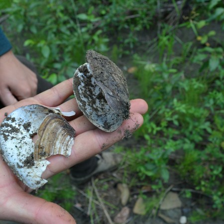 Dustin holds freshwater mussels in his hand
