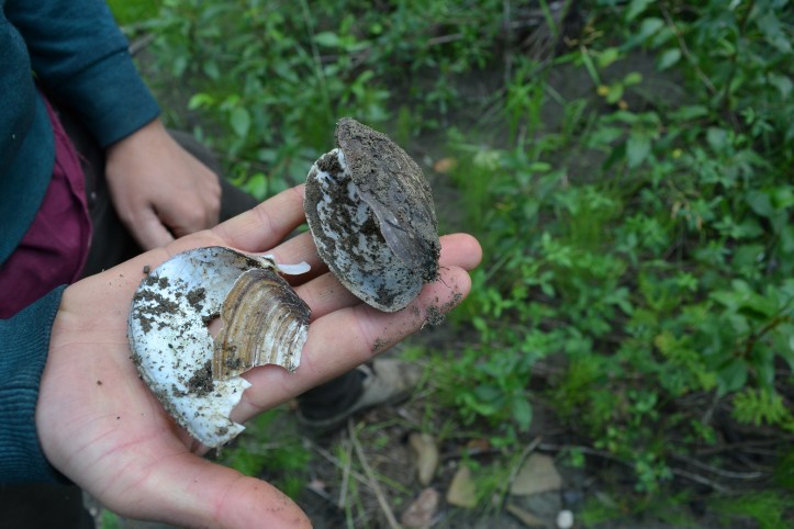 Dustin holds freshwater mussels in his hand
