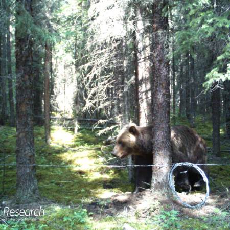 A grizzly bear inside a hair snag lure site [Photo: fRI Research]