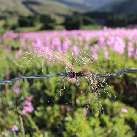 A tuft of grizzly bear hair caught at in a line of barbed wire, with pink flowers in the background