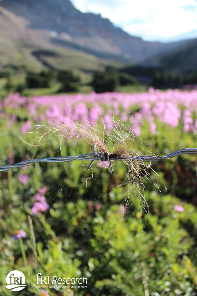 A tuft of grizzly bear hair caught at in a line of barbed wire, with pink flowers in the background