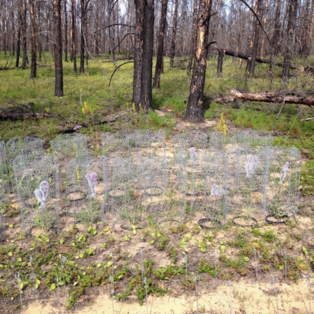 A series of cages over small plants in a wooded, sandy area