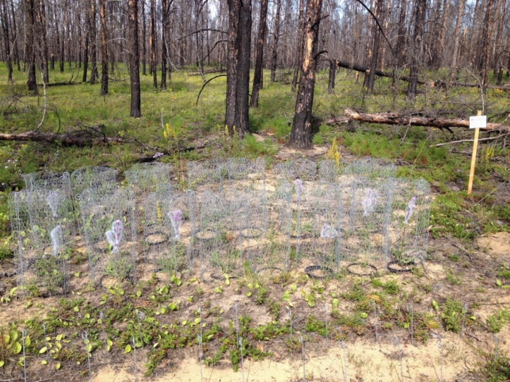 A series of cages over small plants in a wooded, sandy area