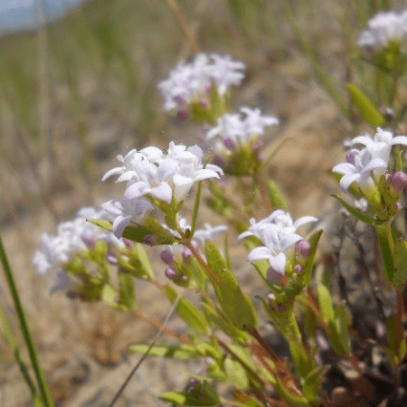 Long-leaved bluets [Photo: Scott Nielsen]