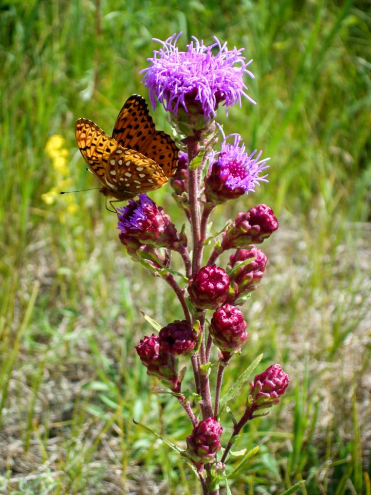A Northern blazing star in bloom in the Bruderheim area, with a butterfly alighted on one bloom