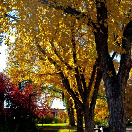 Elm trees with orange foliage in a row