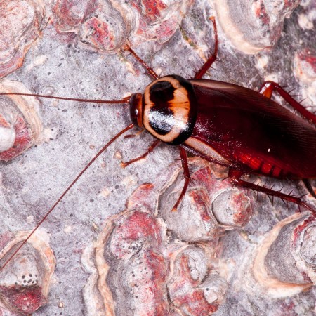 A very red cockroach on a shell-looking background
