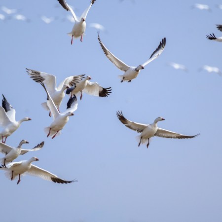 a flock of black and white birds flying against a clear sky