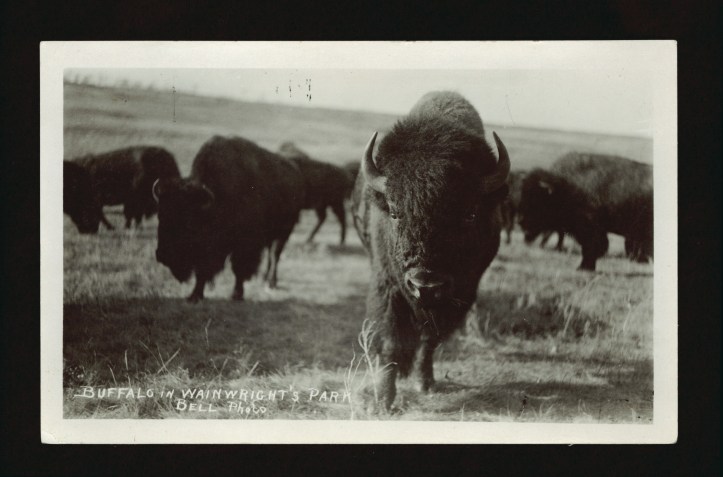 A black and white photo of bison on a plain, close to the camera, one staring at the photographer.